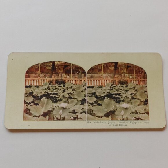 VINTAGE STEREOGRAPH CARD JAPAN Double Sided Pond of Egyptian Lotus Juniten Templ - Picture 2 of 5